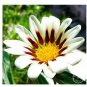 Gazania Bonsai Multicolor Mixed Plant Beautiful Gazania Flower Garden 100 PCS Seeds