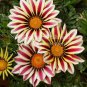 Gazania Bonsai Multicolor Mixed Plant Beautiful Gazania Flower Garden 100 PCS Seeds