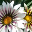 Gazania Fire Red Petals Black Stripe Color Centre Perennial Flower 30 PCS Seeds