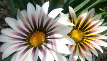 Gazania Fire Red Petals Black Stripe Color Centre Perennial Flower 30 PCS Seeds