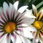 Gazania Fire Red Petals Black Stripe Color Centre Perennial Flower 30 PCS Seeds