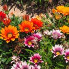 Gazania Mixed 9 Types of Treasure Flower 30 PCS Seeds Gazania Mixed 9 Types of Treasure Flower 30 PCS Seeds