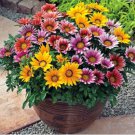 Gazania Potted Bonsai, Gazania Flower Bonsai, Variety Complete 20 PCS Seeds