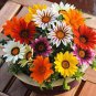 Gazania Splendens Mixed Flower 20 PCS Seeds