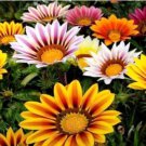 Gazania White Yellow Petals Purple Black Stripe Treasure Flower 30 PCS Seeds