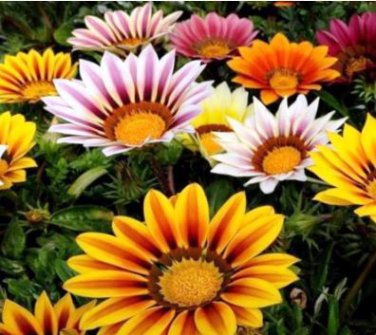 Gazania White Yellow Petals Purple Black Stripe Treasure Flower 30 PCS Seeds