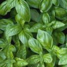 Genovese Basil 20 PCS Seeds