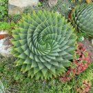 Genuine Aloe Polyphyll 1 PCS Seeds