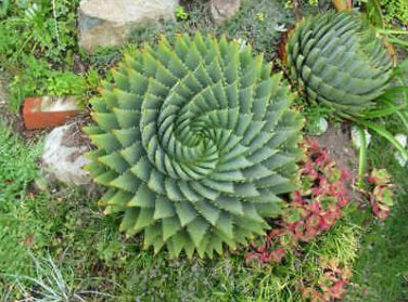 Genuine Aloe Polyphyll 1 PCS Seeds