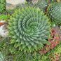 Genuine Aloe Polyphyll 1 PCS Seeds