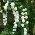 Genuine Climbing White Hydrangea Flores Hydrangea Flowers 20 PCS Seeds