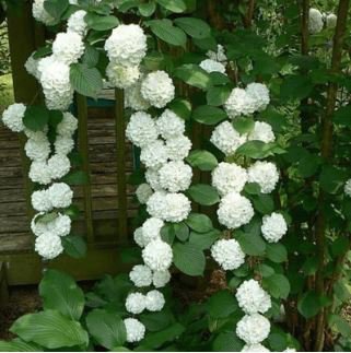 Genuine Climbing White Hydrangea Flores Hydrangea Flowers 20 PCS Seeds