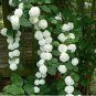Genuine Climbing White Hydrangea Flores Hydrangea Flowers 20 PCS Seeds