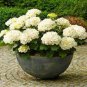 Genuine Climbing White Hydrangea Flores Hydrangea Flowers 20 PCS Seeds