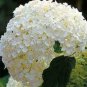 Genuine Climbing White Hydrangea Flores Hydrangea Flowers 20 PCS Seeds