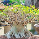 Genuine Desert Rose Bonsai 1 PCS Seeds