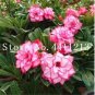 Genuine Desert Rose Bonsai 1 PCS Seeds