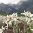 Genuine Edelweiss Seeds The Plant of High Mountain of New Zealand 20 PCS Seeds Genuine Edelweiss Seeds The Plant of High Mountain of New Zealand 20 PCS Seeds