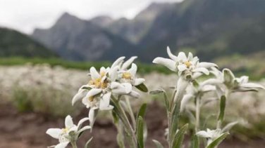 Genuine Edelweiss Seeds The Plant of High Mountain of New Zealand 20 PCS Seeds