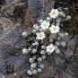 Genuine Edelweiss Seeds The Plant of High Mountain of New Zealand 20 PCS Seeds