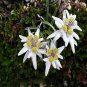 Genuine Edelweiss Seeds The Plant of High Mountain of New Zealand 20 PCS Seeds