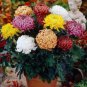 Genuine Flower seeds chrysanthemum 200 PCS Seeds