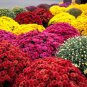 Genuine Flower seeds chrysanthemum 200 PCS Seeds