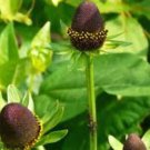 Genuine Green Wizard Rudbeckia 50 PCS Seeds