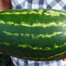 Genuine Heirloom Giant Baby Sweet Juicy Watermelon 20 PCS Seeds