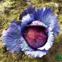 Genuine Heirloom Red Acre Cabbage 10 PCS Seeds
