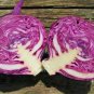 Genuine Heirloom Red Acre Cabbage 10 PCS Seeds