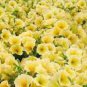 Genuine Heirloow Yellow Petunia Flower 200 PCS Seeds