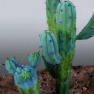 Genuine Myrtillocactus geometrizans Bilberry Cactu 5 PCS Seeds
