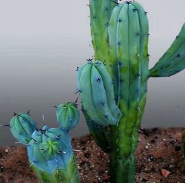 Genuine Myrtillocactus geometrizans Bilberry Cactu 5 PCS Seeds