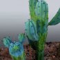 Genuine Myrtillocactus geometrizans Bilberry Cactu 5 PCS Seeds