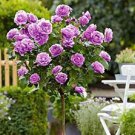 Genuine Osiria Rose Tree Bonsai Fresh Rare Rosa Chinese Dendroidal Rose Flower 200 PCS Seeds Genuine Osiria Rose Tree Bonsai Fresh Rare Rosa Chinese Dendroidal Rose Flower 200 PCS Seeds