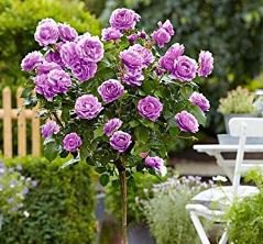 Genuine Osiria Rose Tree Bonsai Fresh Rare Rosa Chinese Dendroidal Rose Flower 200 PCS Seeds