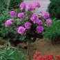 Genuine Osiria Rose Tree Bonsai Fresh Rare Rosa Chinese Dendroidal Rose Flower 200 PCS Seeds