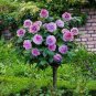 Genuine Osiria Rose Tree Bonsai Fresh Rare Rosa Chinese Dendroidal Rose Flower 200 PCS Seeds