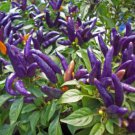 Genuine Pretty Purple Ornamental Chilli Pepper 15 PCS Seeds