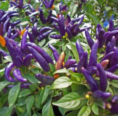 Genuine Pretty Purple Ornamental Chilli Pepper 15 PCS Seeds