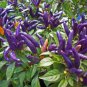 Genuine Pretty Purple Ornamental Chilli Pepper 15 PCS Seeds