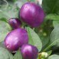 Genuine Pretty Purple Ornamental Chilli Pepper 15 PCS Seeds