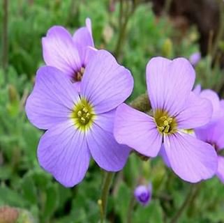 Genuine Purple Aubrieta Flower, attracting bees butterflies 250 PCS Seeds