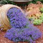 Genuine Purple Aubrieta Flower, attracting bees butterflies 250 PCS Seeds