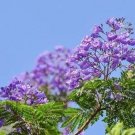Genuine Purple Jacaranda Mimosifolia Tree Shrub 20 PCS Seeds