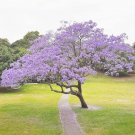 Genuine Purple Jacaranda Mimosifolia Tree Shrub 50 PCS Seeds