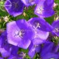 Genuine Purple Jacaranda Mimosifolia Tree Shrub 50 PCS Seeds