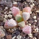 Genuine Titanopsis Variegata 10 PCS Seeds
