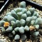 Genuine Titanopsis Variegata 10 PCS Seeds